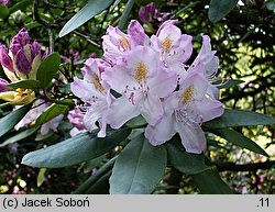 Rhododendron hort. Parson's Gloriosum