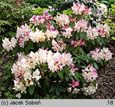 Rhododendron hort. Percy Wiseman