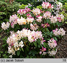 Rhododendron Percy Wiseman