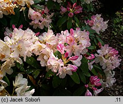 Rhododendron hort. Percy Wiseman