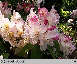 Rhododendron hort. Percy Wiseman