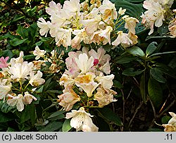 Rhododendron hort. Percy Wiseman