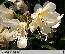 Rhododendron hort. Percy Wiseman