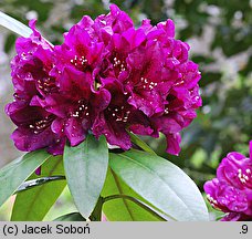 Rhododendron hort. Polarnacht