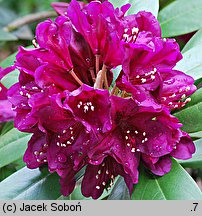 Rhododendron Polarnacht