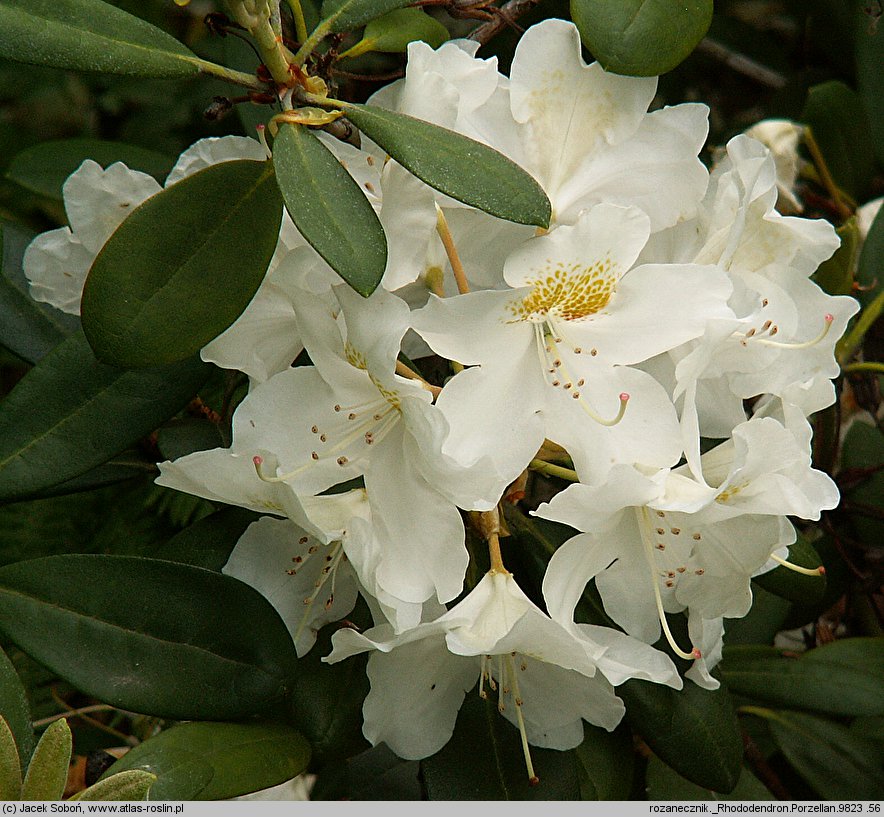 Rhododendron Porzellan