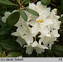 Rhododendron hort. Porzellan