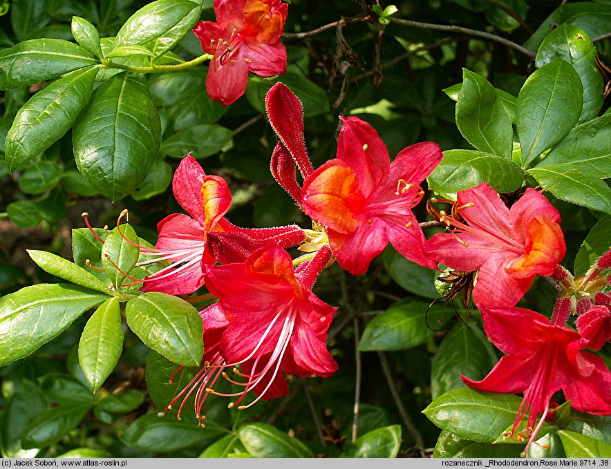 Rhododendron hort. Rose Marie