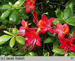Rhododendron hort. Rose Marie