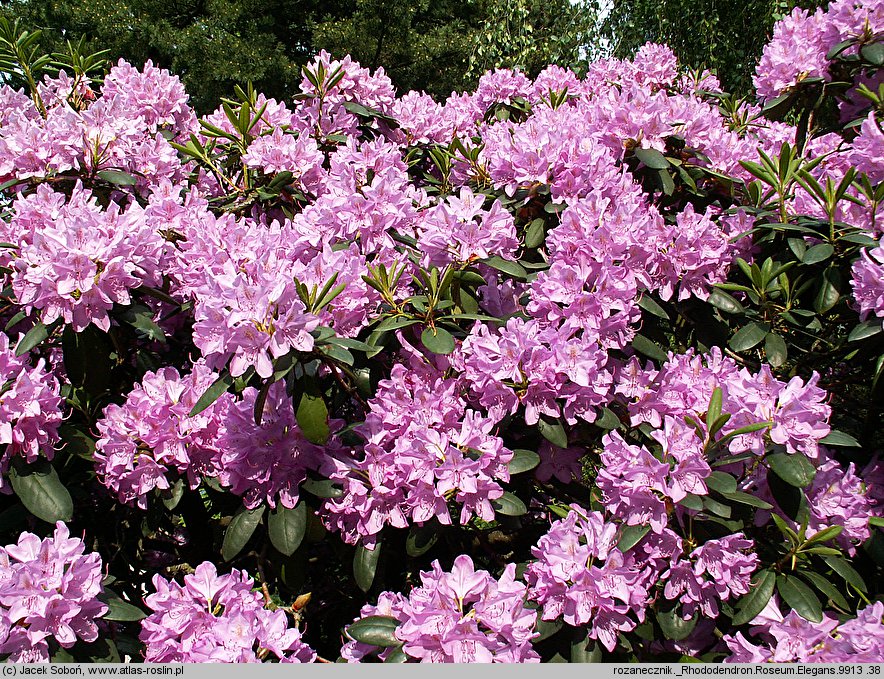 Rhododendron hort. Roseum Elegans
