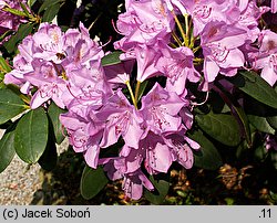 Rhododendron hort. Roseum Elegans