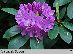 Rhododendron hort. Roseum Elegans