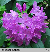 Rhododendron hort. Roseum Elegans