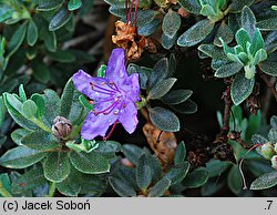 Rhododendron telmateium (różanecznik bagienny)