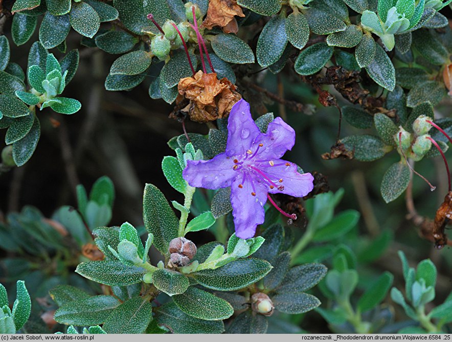 Rhododendron telmateium (różanecznik bagienny)