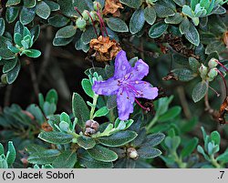 Rhododendron telmateium (różanecznik bagienny)