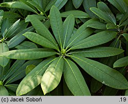 Rhododendron calophytum