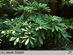 Rhododendron calophytum