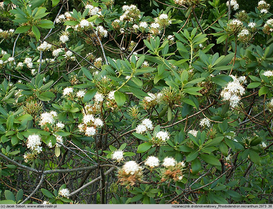 Rhododendron micranthum (różanecznik drobnokwiatowy)