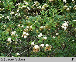 Rhododendron micranthum (różanecznik drobnokwiatowy)