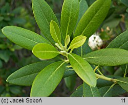 Rhododendron micranthum (różanecznik drobnokwiatowy)