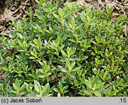 Rhododendron impeditum (różanecznik gęsty)