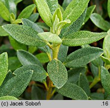 Rhododendron impeditum (różanecznik gęsty)