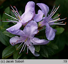 Rhododendron impeditum (różanecznik gęsty)