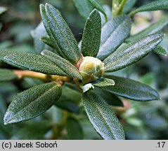 Rhododendron impeditum (różanecznik gęsty)