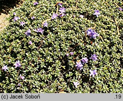 Rhododendron impeditum (różanecznik gęsty)