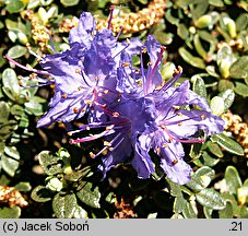 Rhododendron impeditum (różanecznik gęsty)