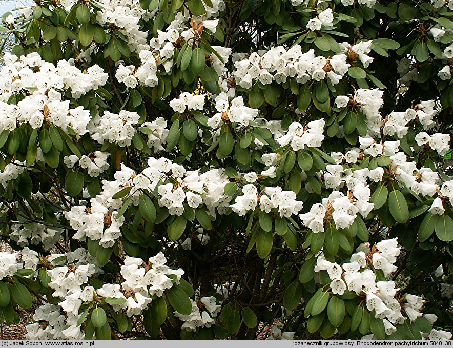 Rhododendron pachytrichum