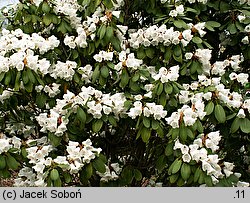 Rhododendron pachytrichum