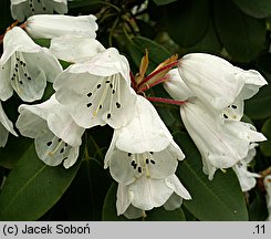 Rhododendron pachytrichum