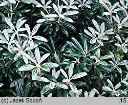 Rhododendron yakushimanum (różanecznik jakuszimański)