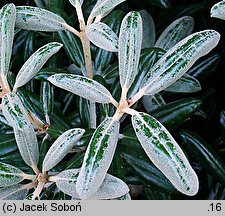 Rhododendron yakushimanum (różanecznik jakuszimański)