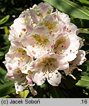 Rhododendron brachycarpum (różanecznik krótkoowocowy)