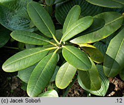 Rhododendron brachycarpum (różanecznik krótkoowocowy)