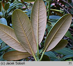 Rhododendron brachycarpum (różanecznik krótkoowocowy)