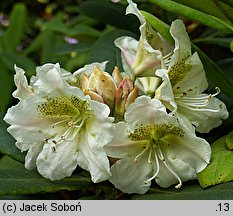 Rhododendron brachycarpum (różanecznik krótkoowocowy)