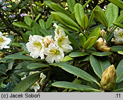 Rhododendron brachycarpum (różanecznik krótkoowocowy)