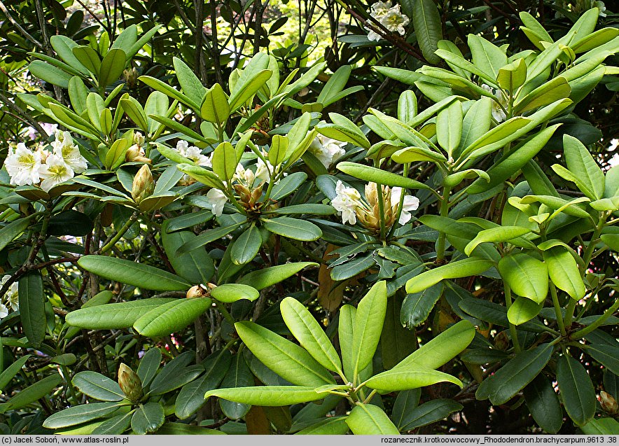 Rhododendron brachycarpum (różanecznik krótkoowocowy)