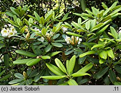 Rhododendron brachycarpum (różanecznik krótkoowocowy)