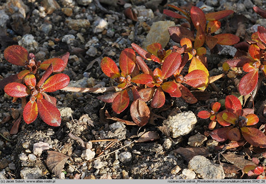 Rhododendron mucronulatum (różanecznik ostrokończysty)