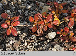 Rhododendron mucronulatum (różanecznik ostrokończysty)