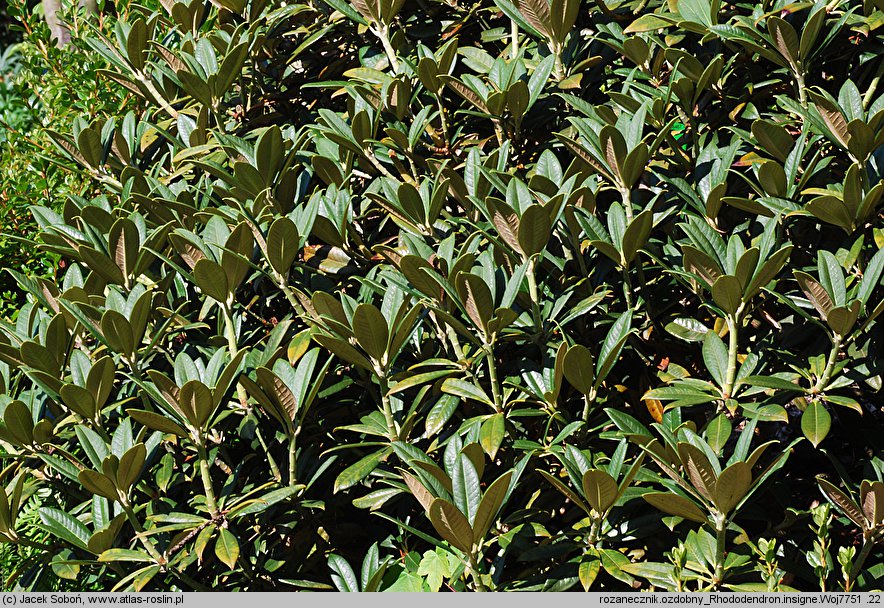 Rhododendron insigne (różanecznik znakomity)