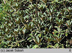 Rhododendron insigne (różanecznik znakomity)