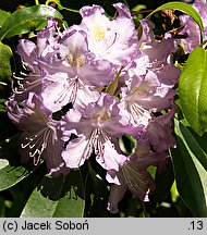 Rhododendron ponticum (różanecznik pontyjski)