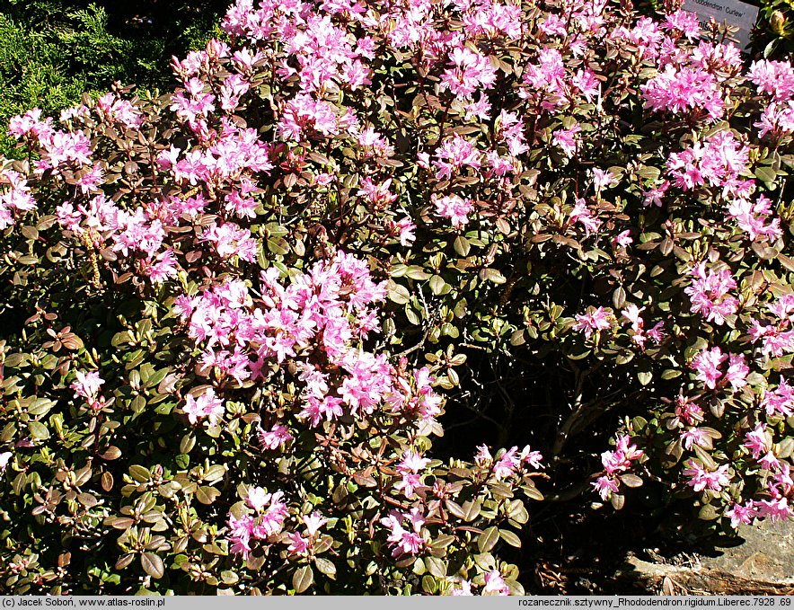 Rhododendron rigidum