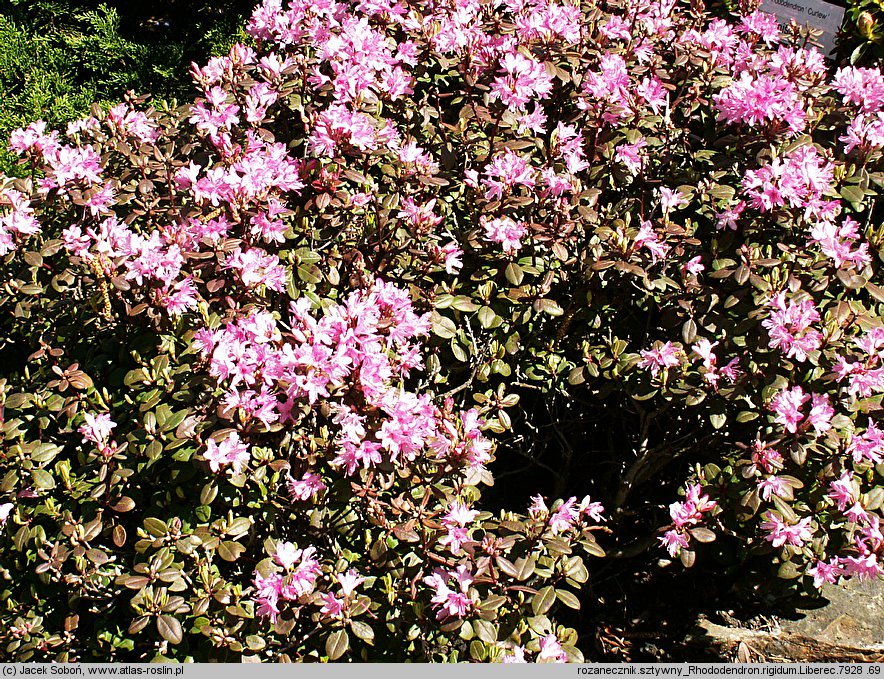 Rhododendron rigidum